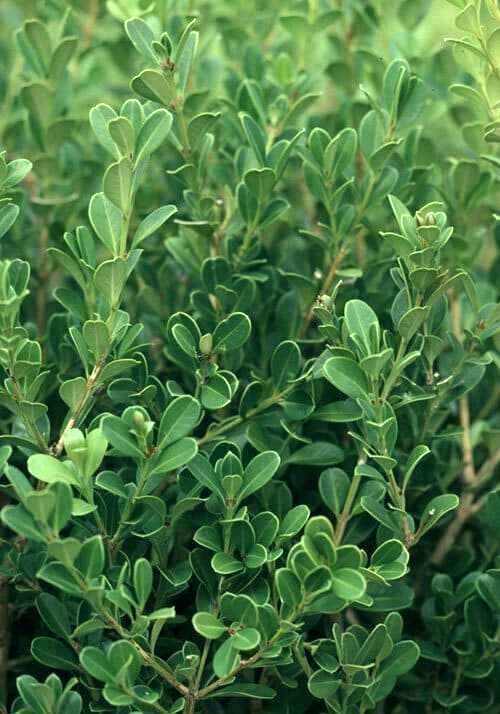 Why Was Boxwood Technology Called “Boxwood Technology”?
