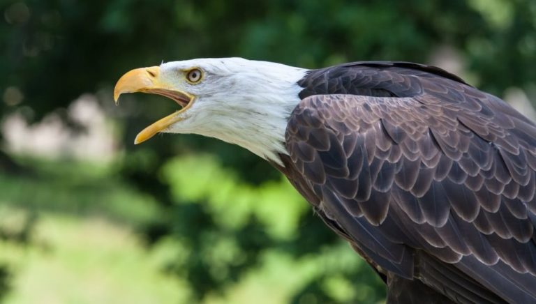 Exercising First Amendment Rights through Advocacy