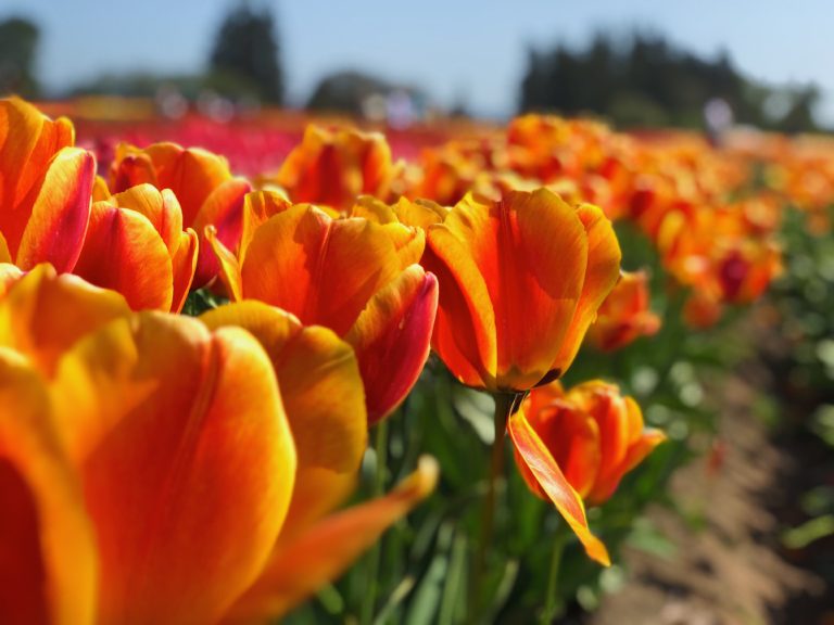 Reimagine, Renew, Rebound: The Path Forward for Association Leadership
