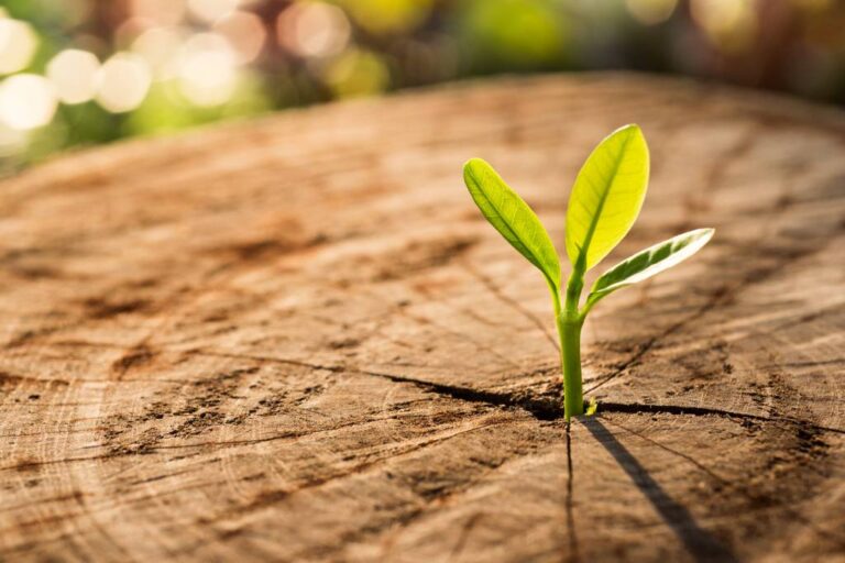 When to Pivot from Crisis to Re-emergence Governance
