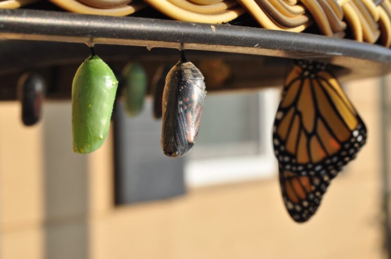 3 Ways to Build a Growth Mindset for Dealing with Today’s Rapid Change